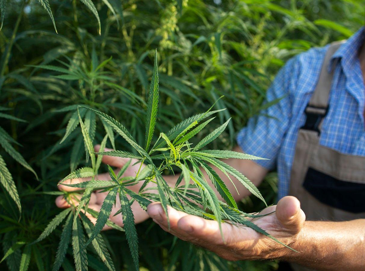 Imagem da noticia: Saiba o potencial revolucionário do cânhamo, uma das plantas mais versáteis do planeta  