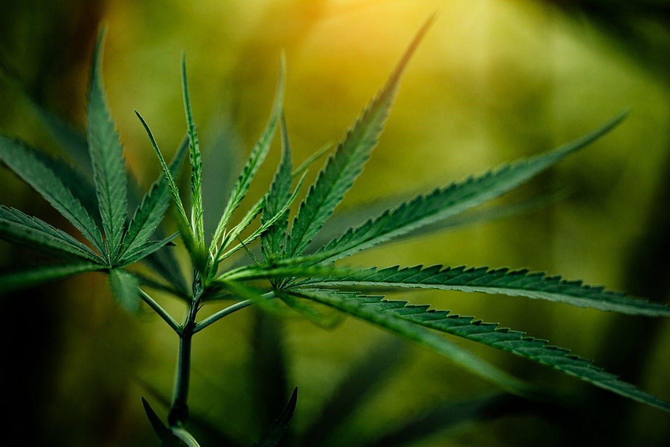 Imagem da noticia: Canabinote lança plataforma para prescrição de cannabis medicinal baseada em ciência