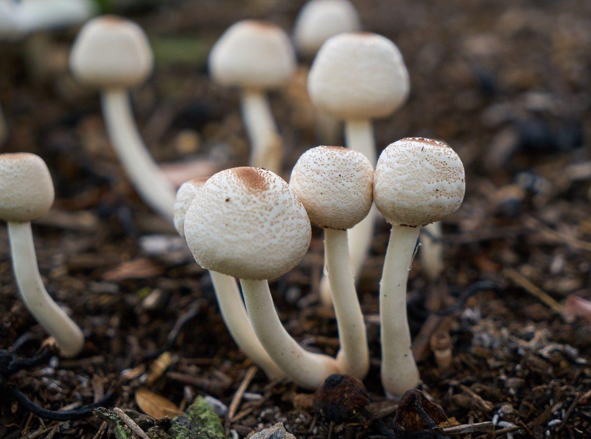 Imagem da noticia: Sintético X Natural: desvendando os poderes terapêuticos dos cogumelos 