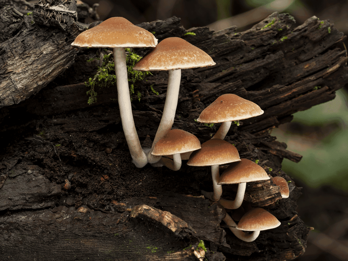 Imagem do editorial: Cogumelos mágicos: decifrando o enigma da dependência 