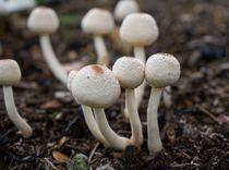 Imagem do editorial: Sintético X Natural: desvendando os poderes terapêuticos dos cogumelos 