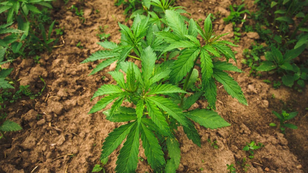 E se tudo parasse amanhã? A cannabis pode se tornar um dos bens mais valiosos