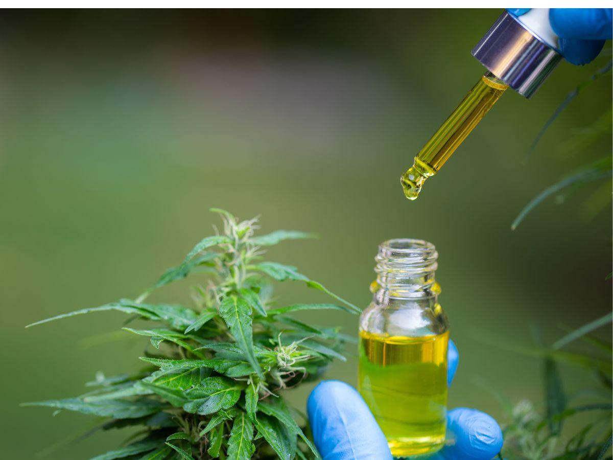 Imagem padrão do editorial: O que a indústria da cannabis pode esperar se Donald Trump vencer?