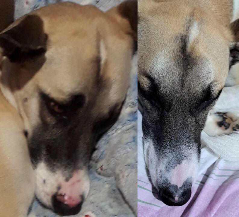 Imagem da noticia: Luna, cachorrinha que luta contra o lúpus, completa 2 anos de tratamento com cannabis