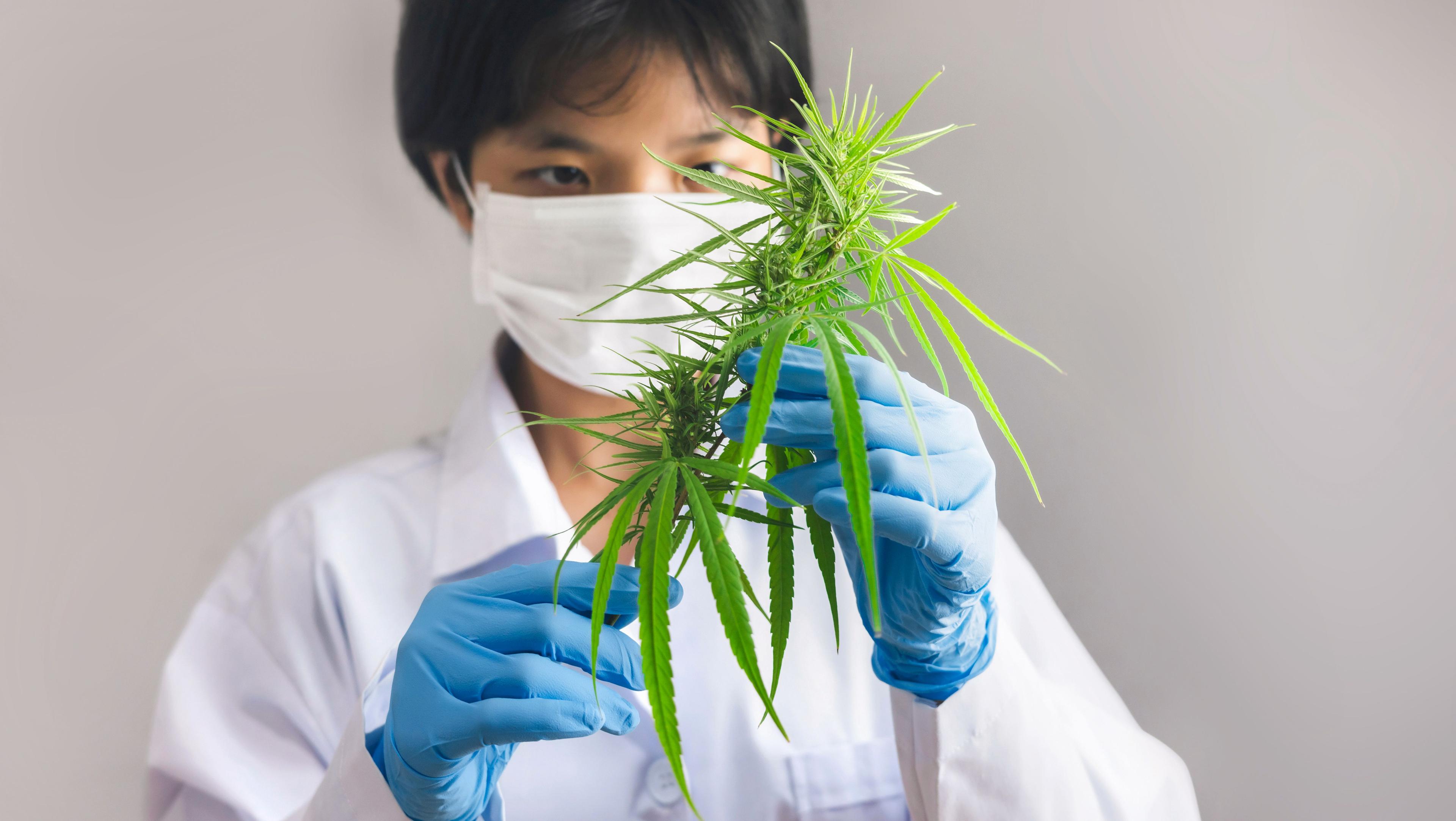 Imagem da noticia: 10 quilos de cannabis apreendidos serão destinados à produção científica com fins medicinais 