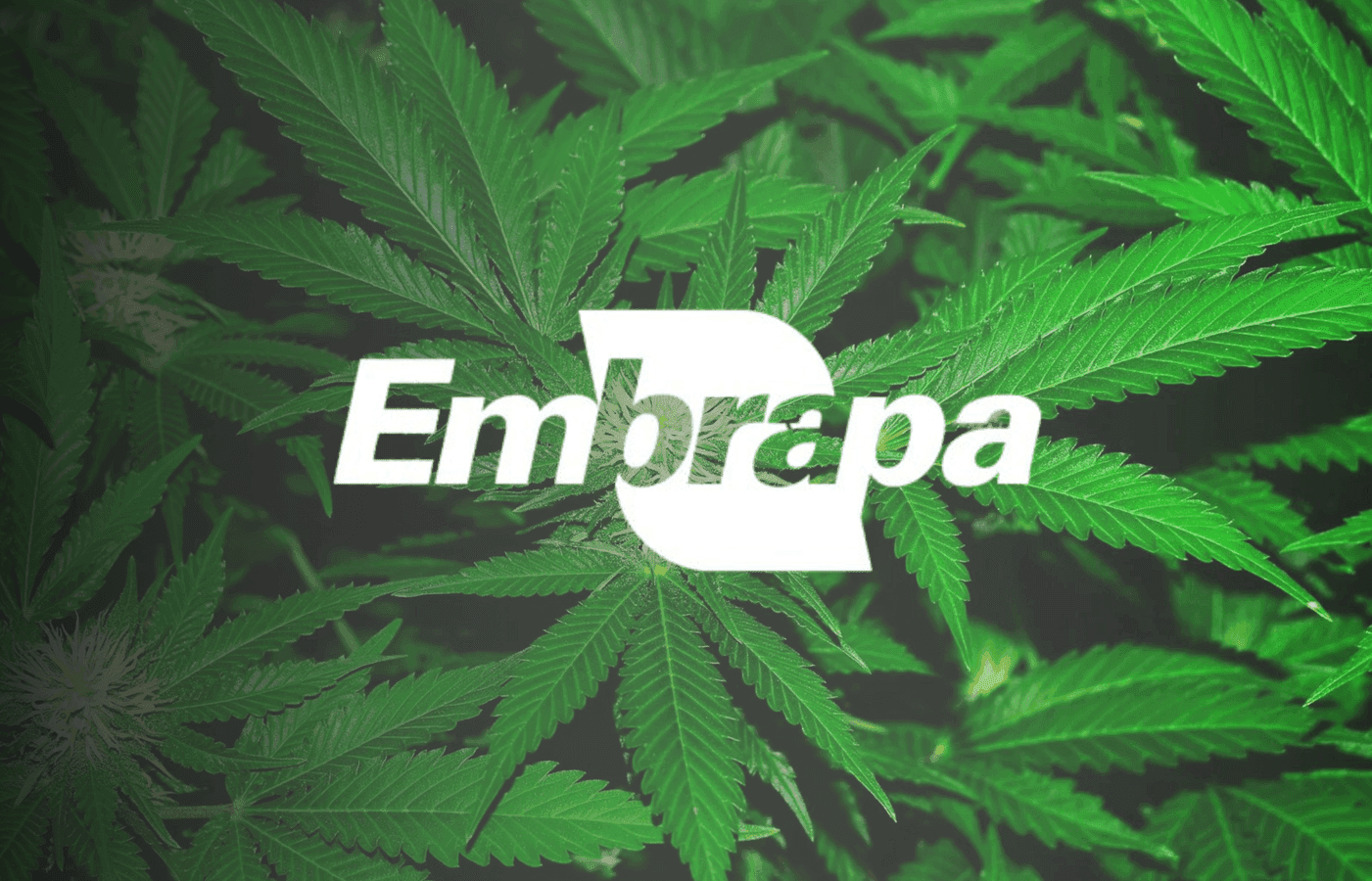 Imagem da noticia: Embrapa apresenta plano para cultivo e pesquisa com cannabis no Brasil 