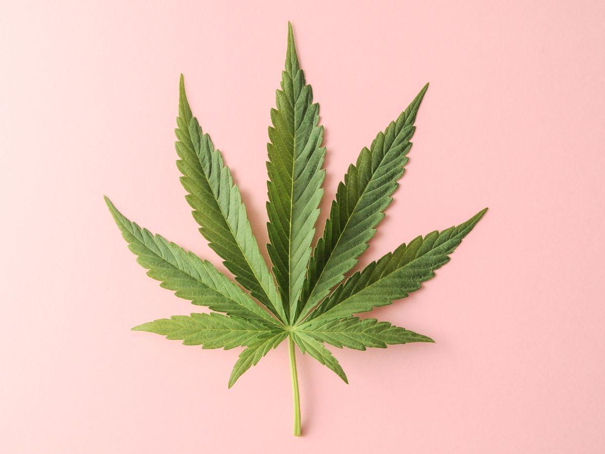 Imagem da noticia: Intolerância, desinformação, preconceito: por que a cannabis não é vista como uma planta medicinal