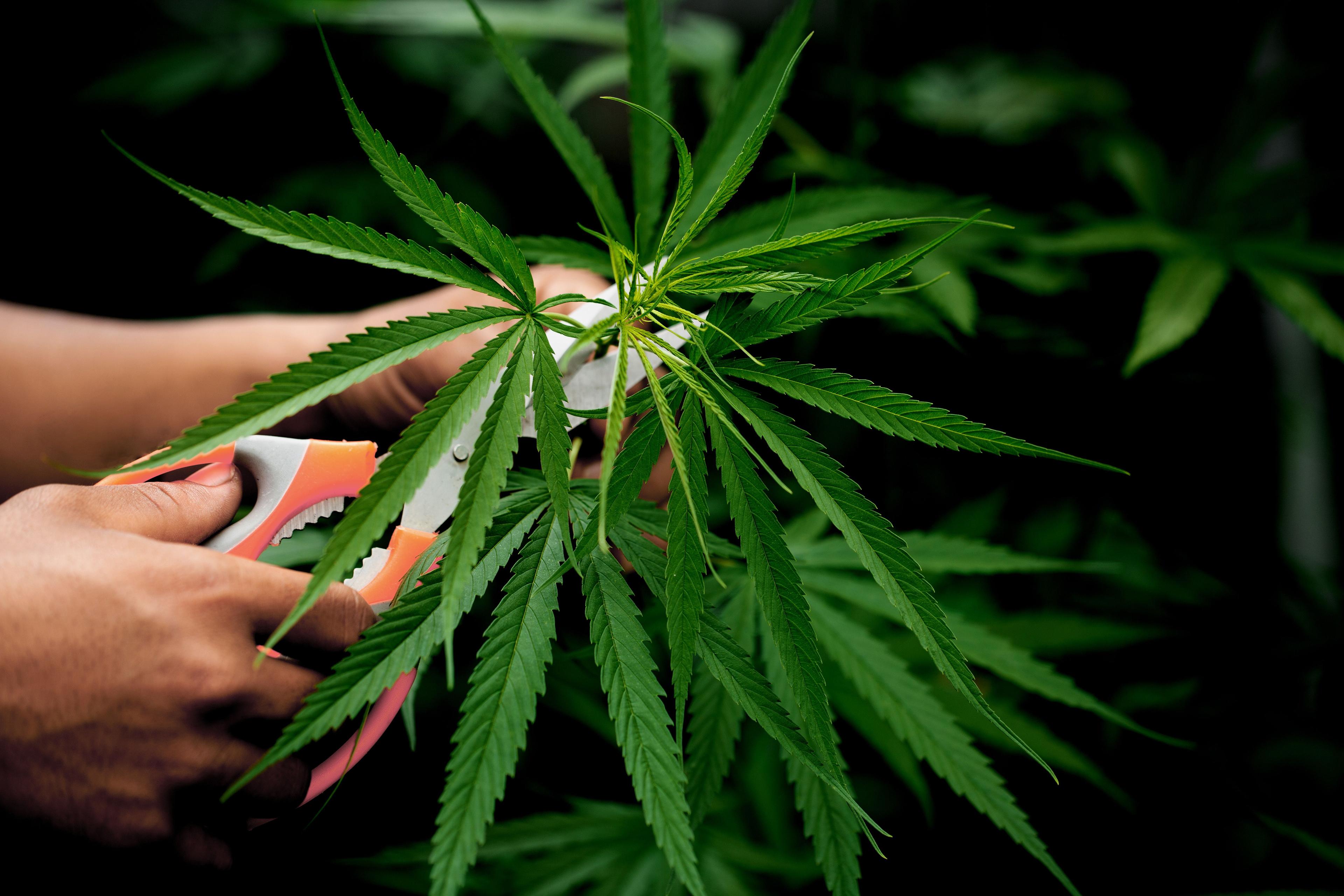 Imagem do editorial: Justiça concede liminar de cultivo de cannabis para paciente com transtornos mentais 