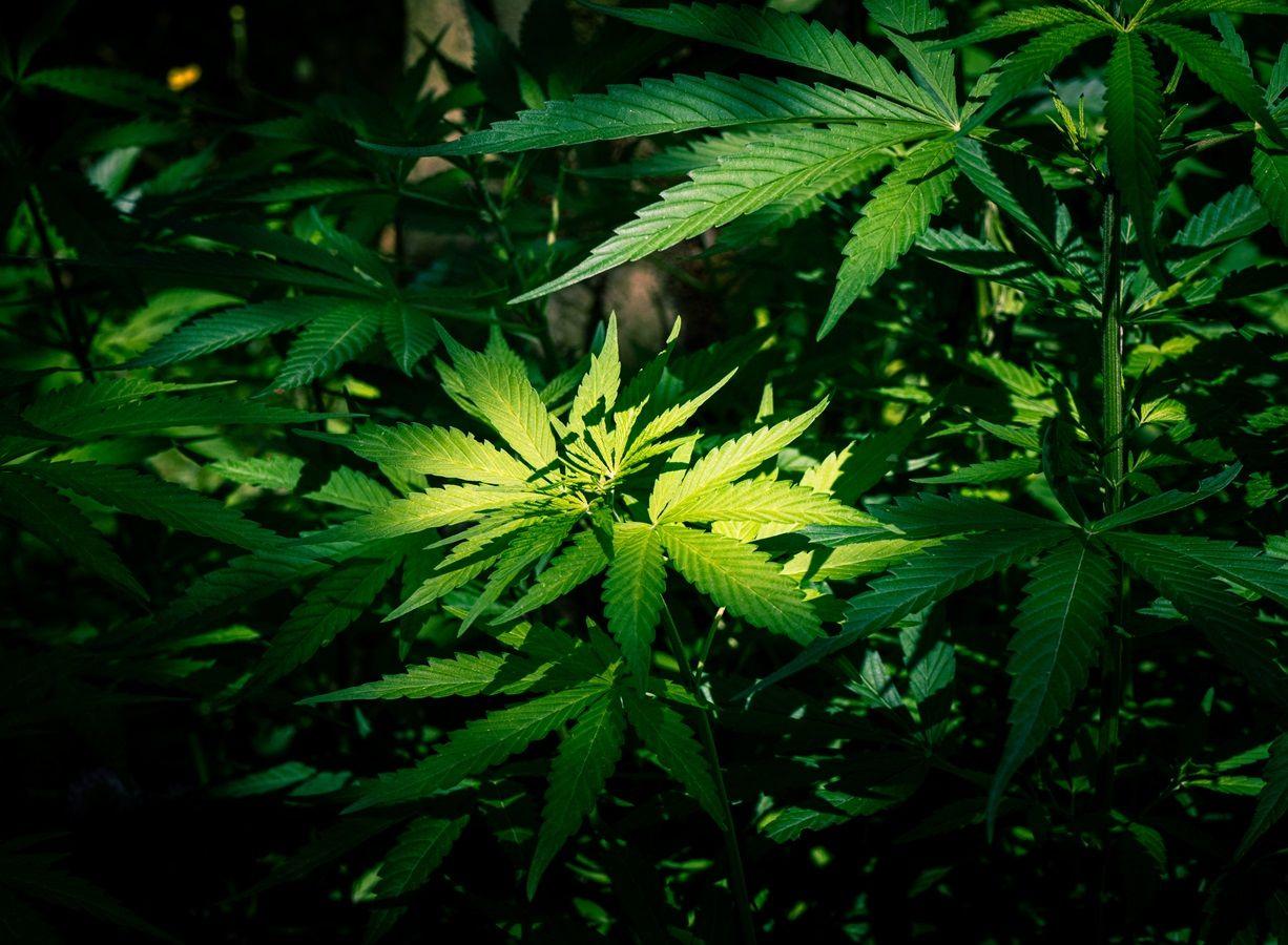 Imagem do editorial: STJ defende direito ao cultivo de cannabis para tratamento de saúde 