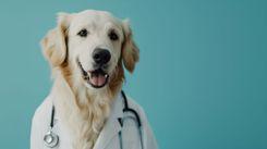 Imagem do editorial: Como o CBD pode contribuir para a saúde dos pets