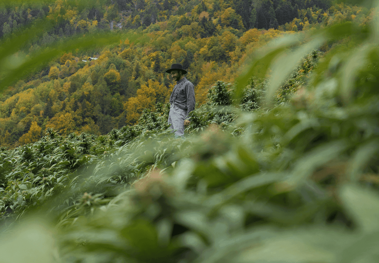 Cannabis é motor para nosso agronegócio 