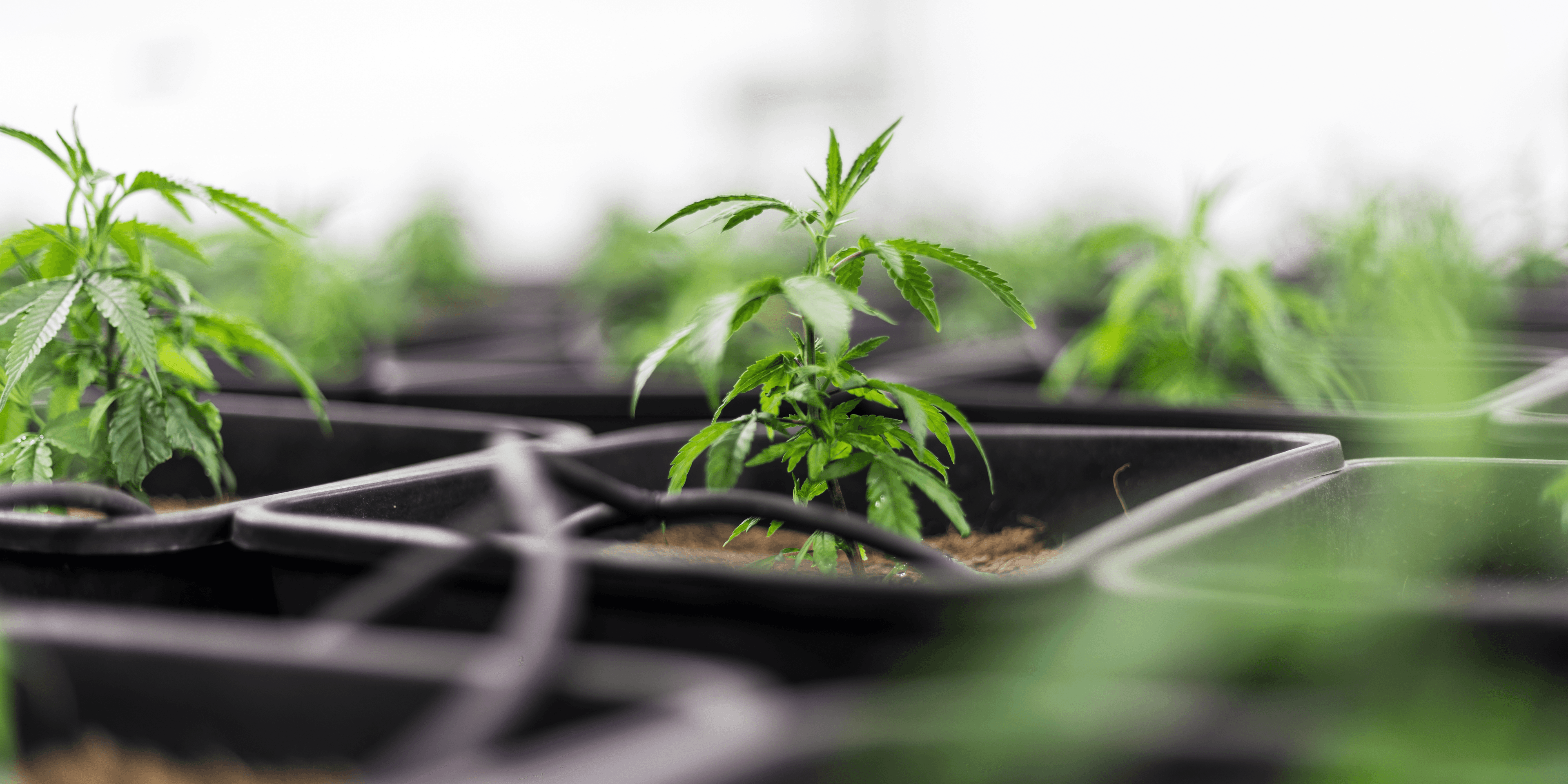 Tudo sobre o marco legal da cannabis medicinal 