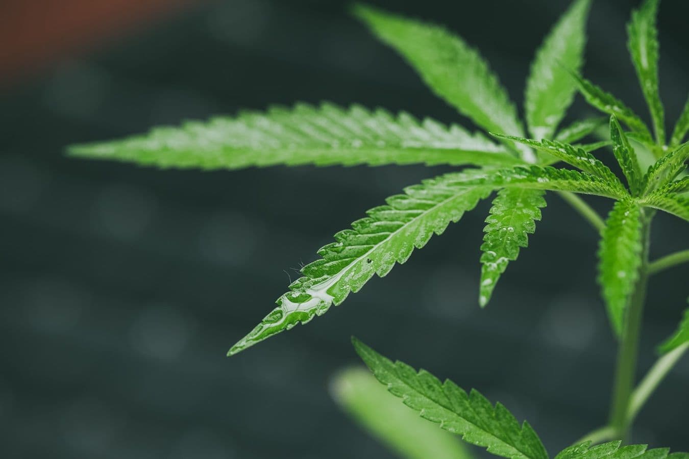 Seis estados dos EUA relatam novos recordes mensais de vendas de cannabis 