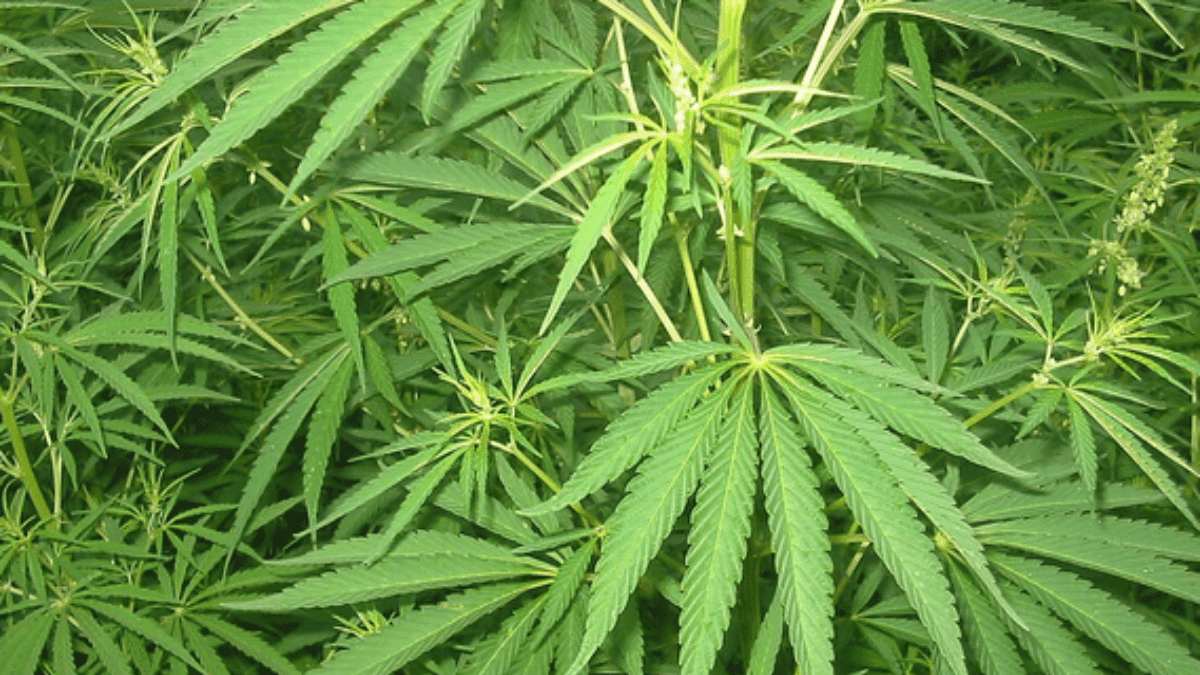 O Conselho Nacional dos Direitos Humanos aponta um caminho para a Cannabis - e ele passa pela saúde pública