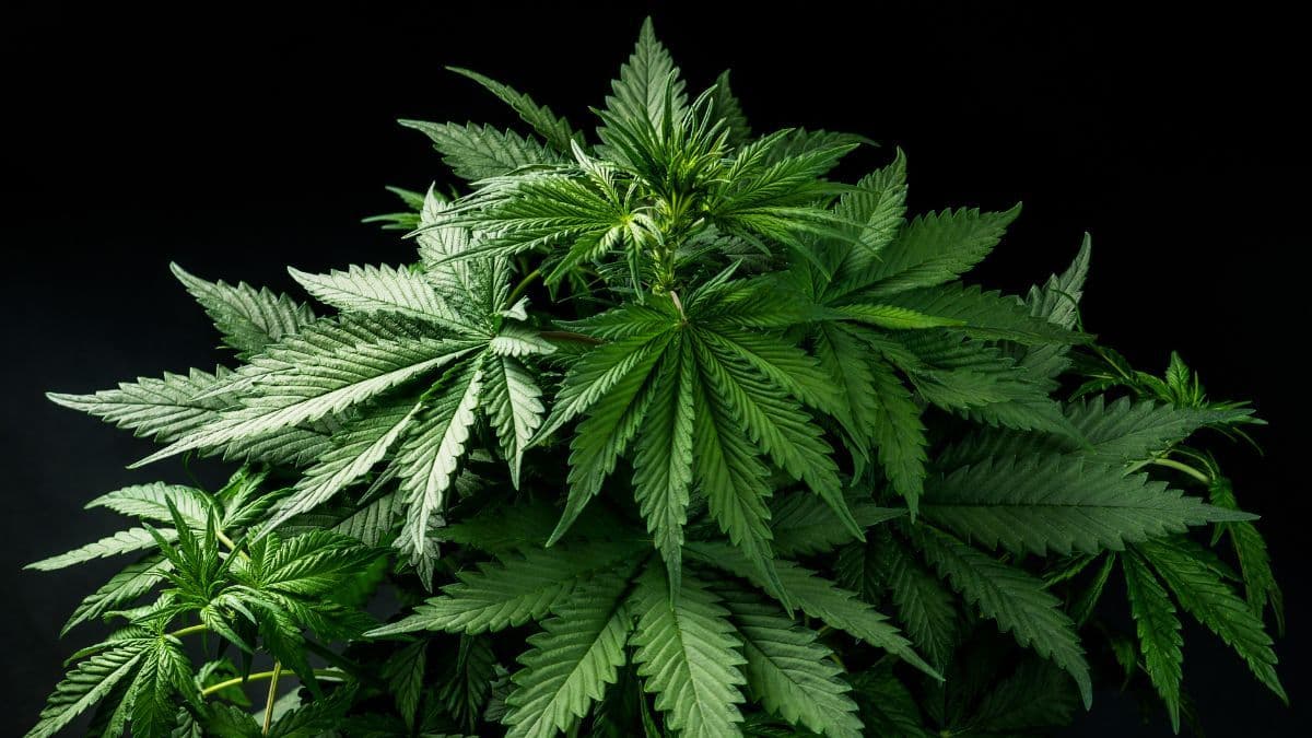 Brasil prepara mudanças na política de drogas; porte de até 40 g de cannabis exigirá comparecimento a centro de apoio