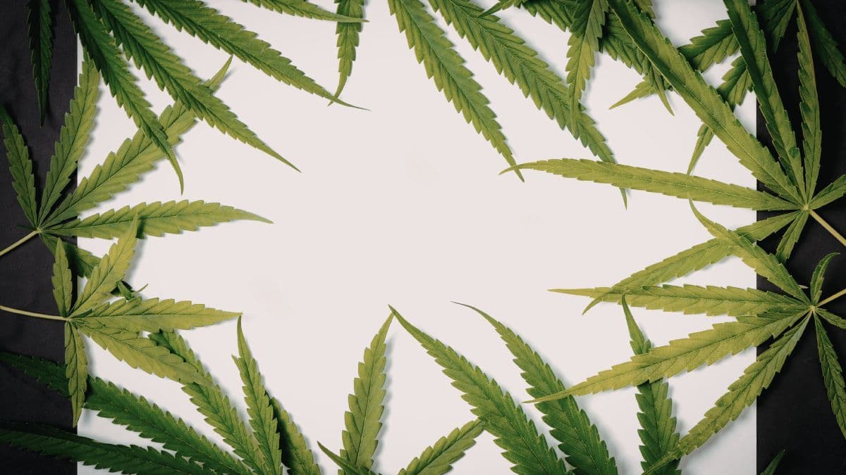 Análise da proposta de Sandbox Regulatório da ANVISA para pesquisa com Cannabis Medicinal