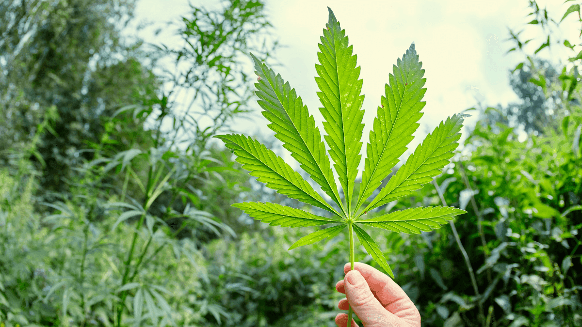 Carteles sobre cannabidiol dividen ciudades en ES y exponen fallas en la regulación
