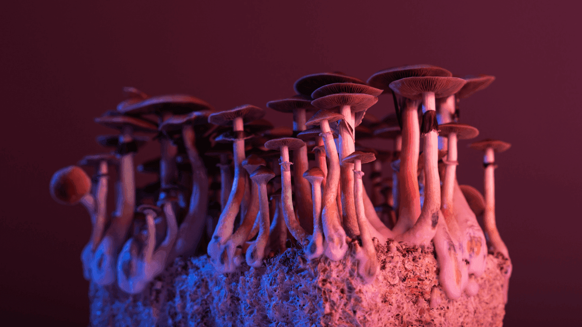 Use of Psychedelics to be Monitored in the US Armed Forces