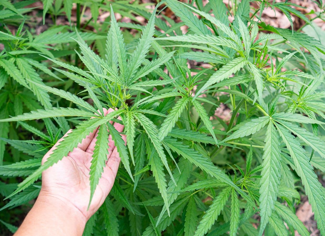 Índica, sativa e híbrida: as principais diferenças entre as variedades da cannabis