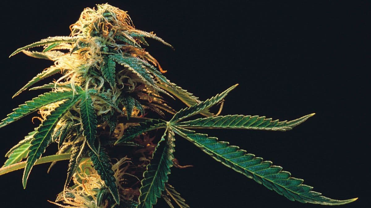 CBDa: O que é o composto "cru" da cannabis e por que ele importa?