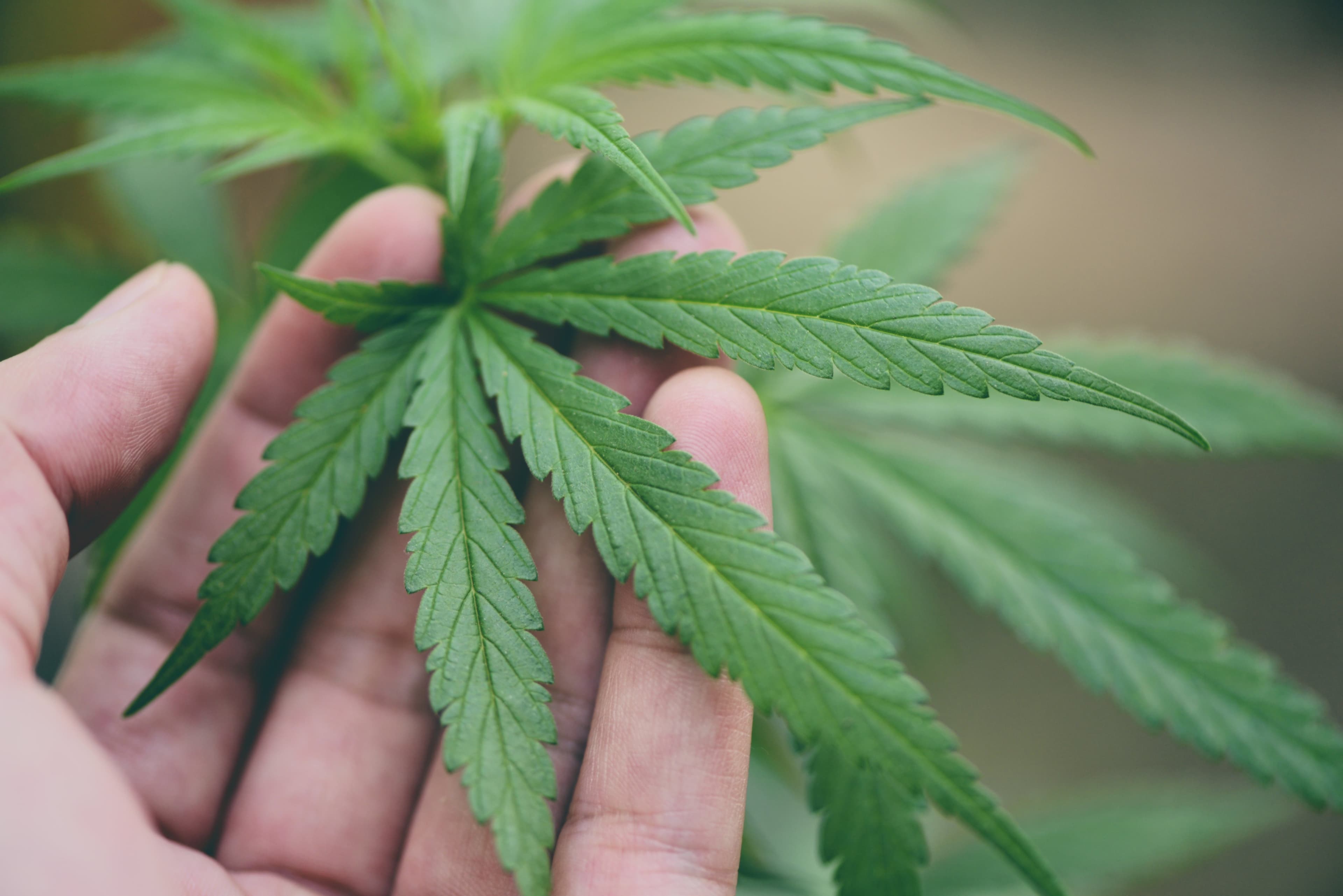Aumento expressivo nos pedidos de habeas corpus para cultivo de cannabis medicinal no Brasil