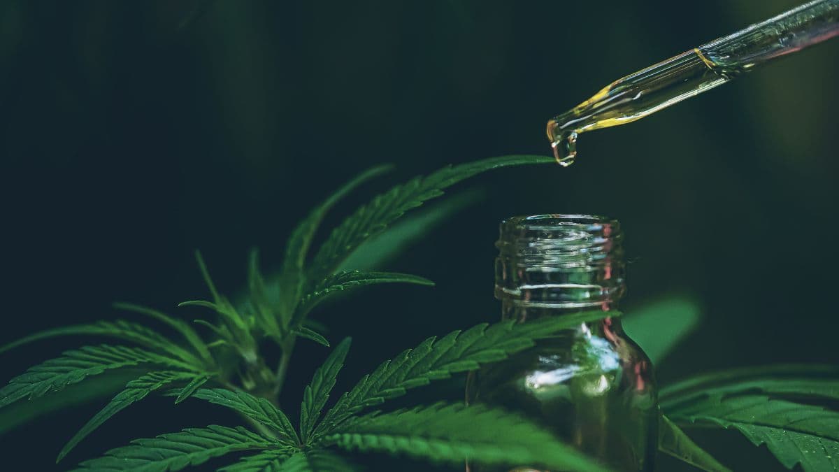 CBD e THC: diferenças, usos terapêuticos e panorama legal no Brasil