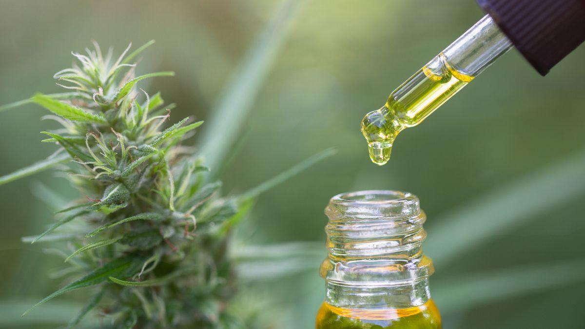 A Guerra do CBD: A revisão da RDC 327 e a disputa pelo mercado de cannabis medicinal brasileiro