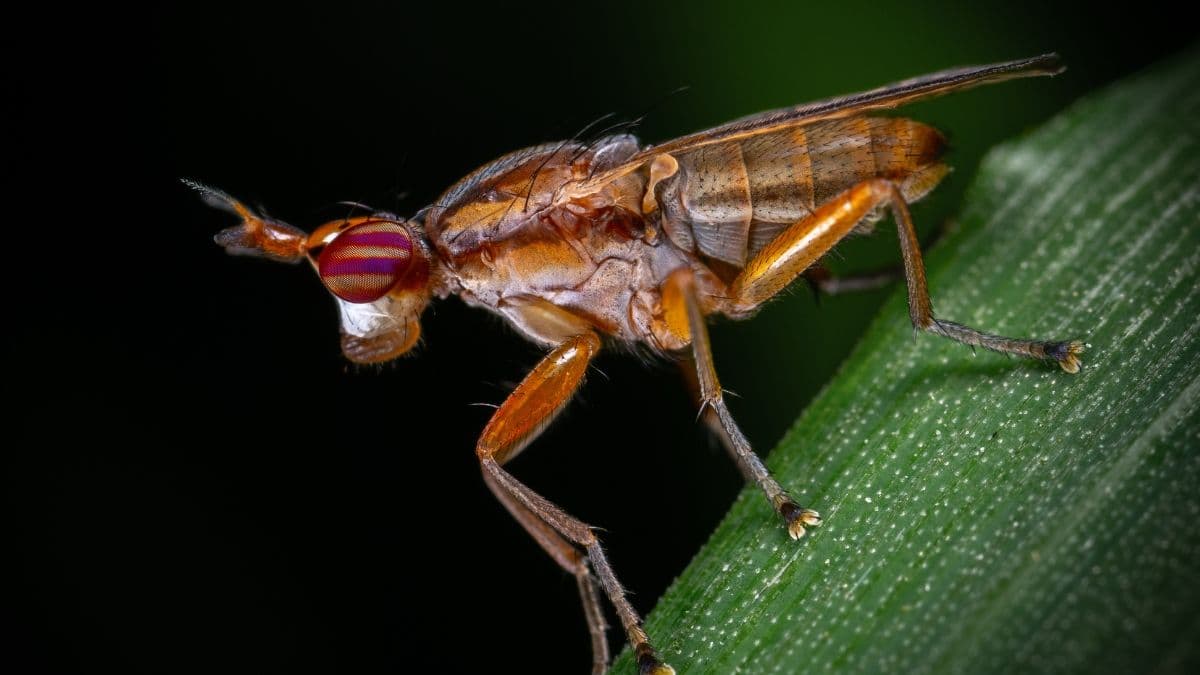 Control biológico en el cannabis: descubre cómo los insectos beneficiosos protegen el cultivo