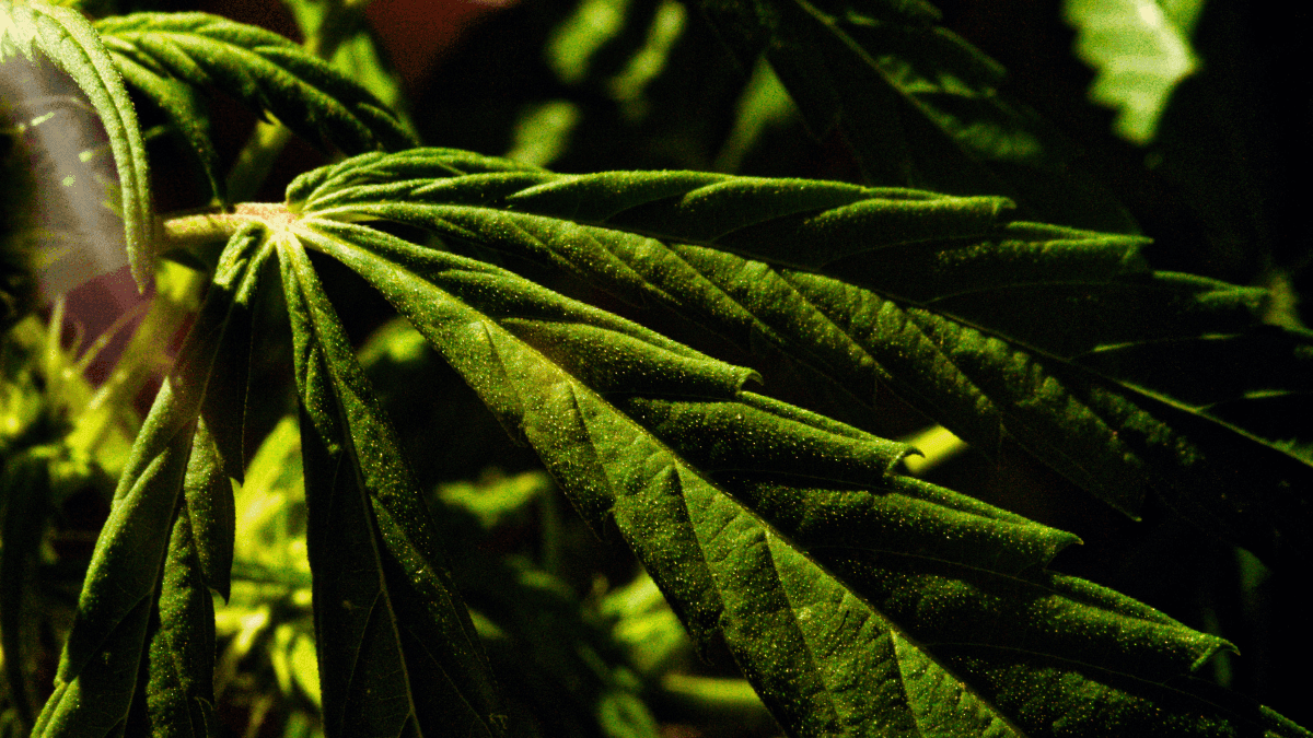 ¿Sabes qué es el mirceno? El terpeno que define el aroma y los efectos de la cannabis