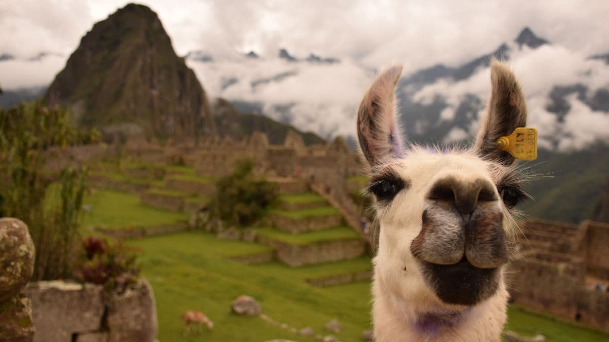 Hemp in Peru: from taboo to sustainable development engine