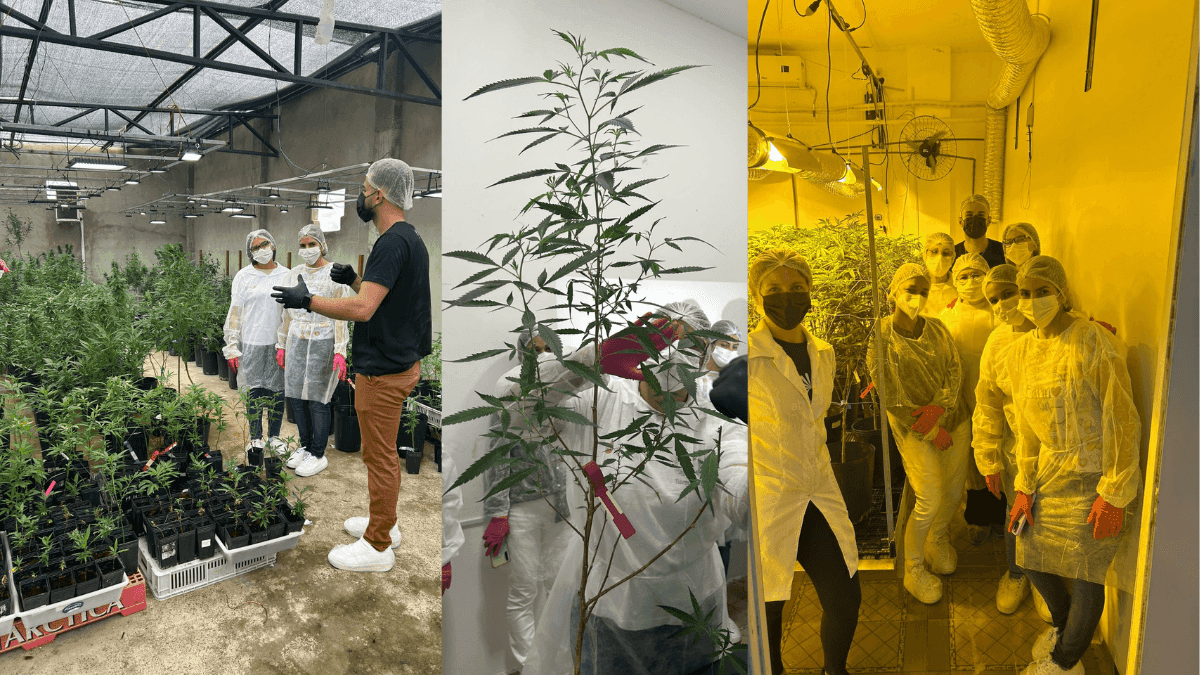 Del laboratorio al aula: la cannabis medicinal llega a la formación académica