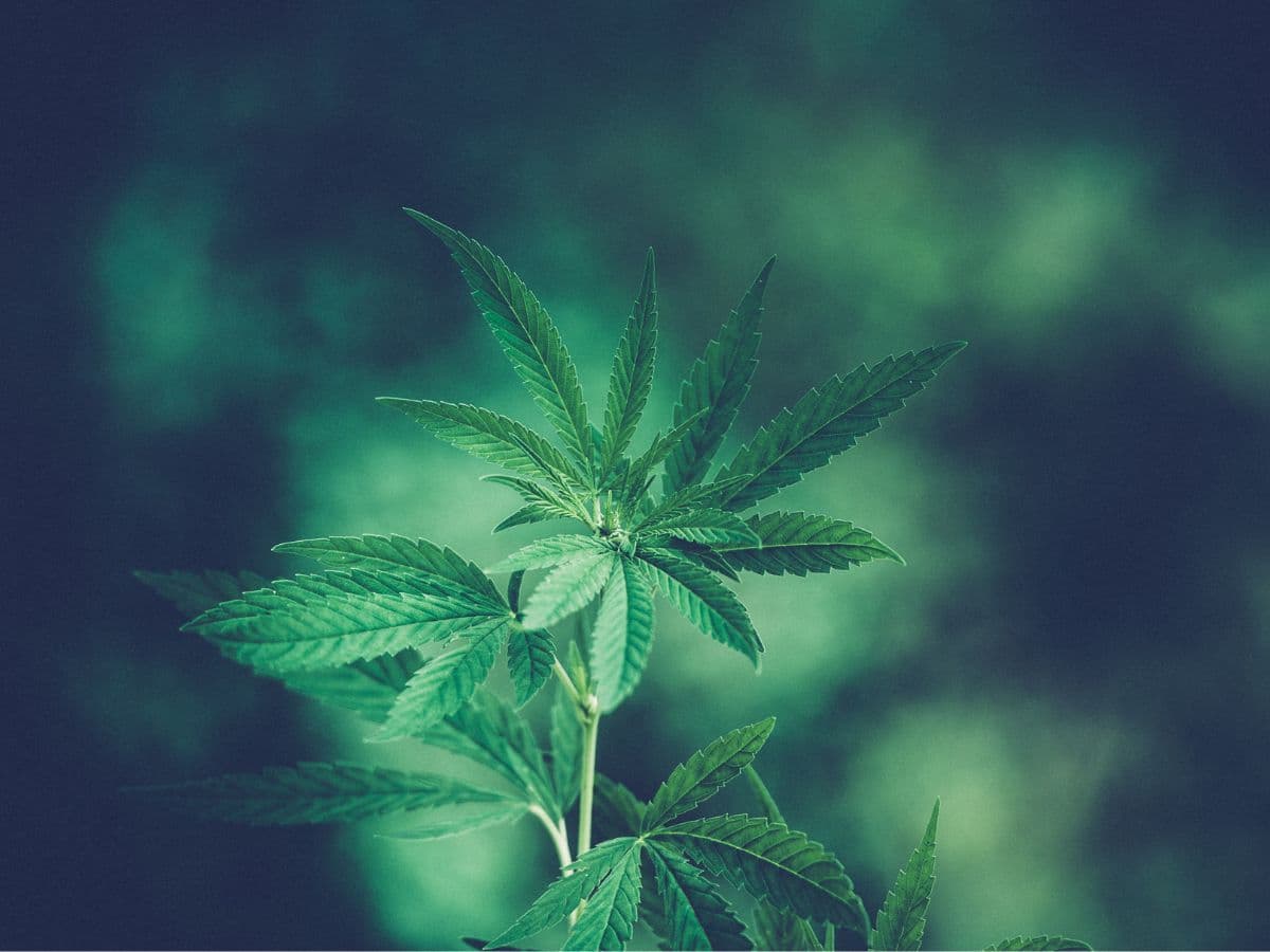 Cannabis na Lista 3 e o impacto da reclassificação nas leis dos EUA   