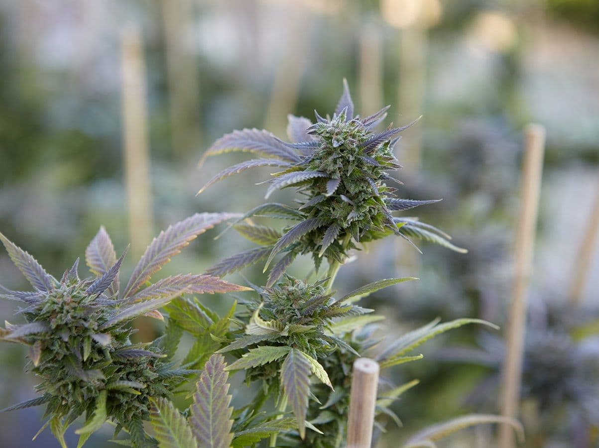 A realidade da cannabis no Brasil: uma perspectiva crítica 