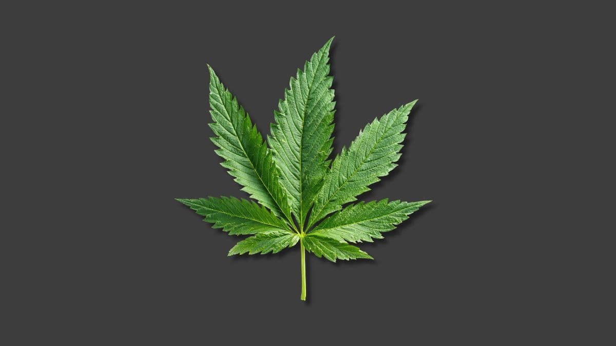 Cannabis, ideologia e bom senso