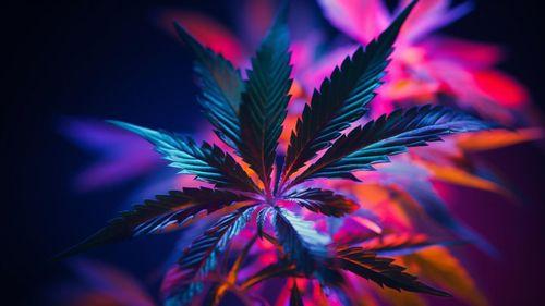 Desvendando o THCA 