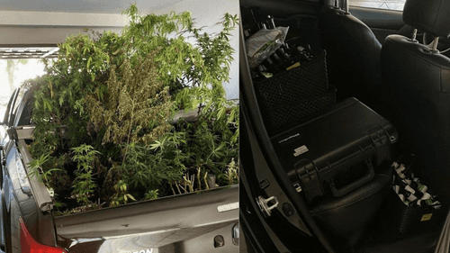 Há uma semana, associação cuida de 60 plantas de cannabis dentro da Delegacia da Polícia Federal