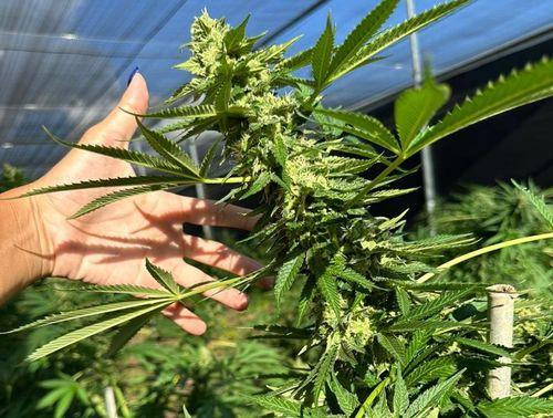 Liminar autoriza Abrace Esperança a fornecer flores de cannabis para 68 pacientes