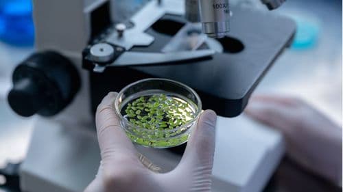 Agência científica federal recomenda métodos mais consistentes de secagem do cânhamo para precisão em testes laboratoriais