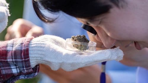 Imagem da noticia: Ministério analisa pedido de classificação de nova variedade de Cannabis