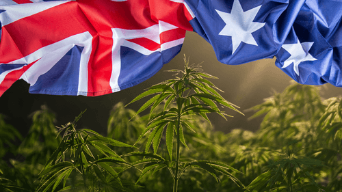 Mercado de cannabis medicinal na Austrália cresce 91% em dois anos