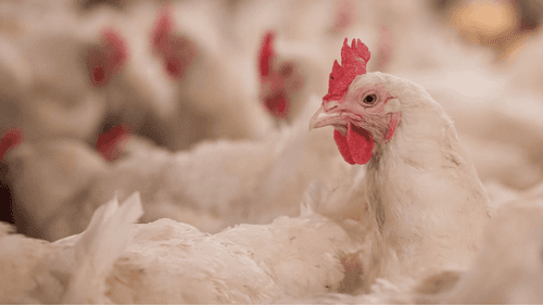 Imagem da noticia: Marrocos avalia uso de cânhamo na ração de aves para reduzir antibióticos