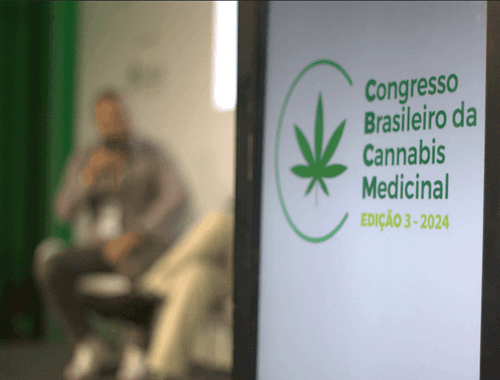 Cannabis supera terapias convencionais no tratamento de leucemia, aponta estudo 
