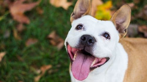 Jundiaí hosts 3rd edition of pet event to discuss integrative therapies and use of cannabis