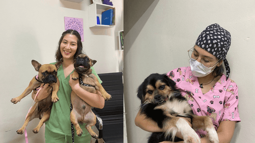 Imagem da noticia: More than 7,000 pets treated with cannabis in 2025, survey shows