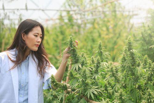 Tailândia sinaliza legislação da cannabis; reclassificação como narcótico sai da pauta 