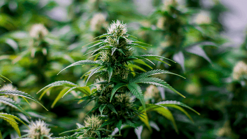 Brasil ultrapassa 870 mil pacientes em tratamento com cannabis em 2025