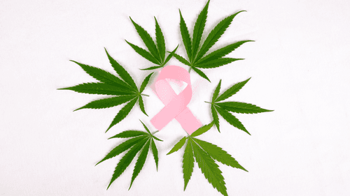 Maior estudo da história confirma eficácia da cannabis medicinal no tratamento do câncer