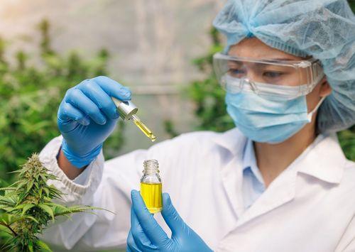 Cannabis medicinal estará disponível no SUS de São Paulo em até 45 dias 