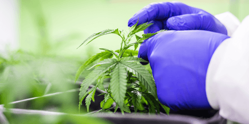 Estudo revela que CBD supera THC no controle da ansiedade 