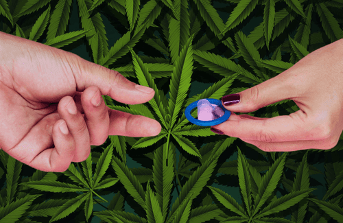 Cannabis e saúde sexual masculina 